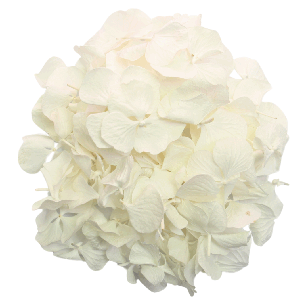 White Hydrangea Petals