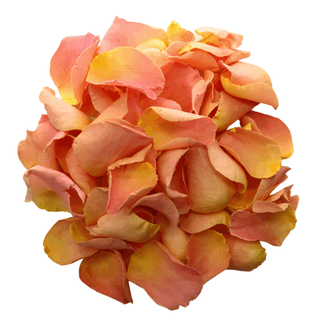 Coral & Pink Rose Petals