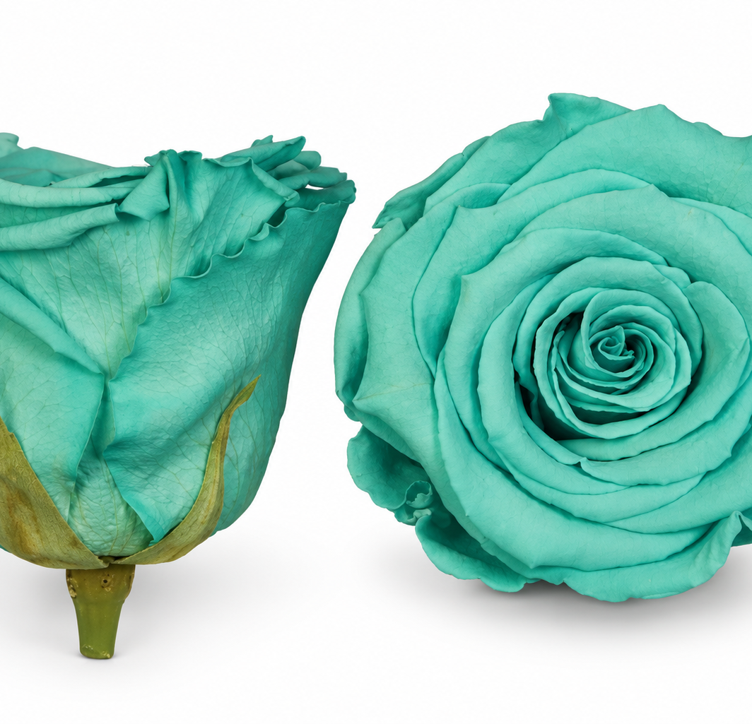 Aqua Preserved Roses