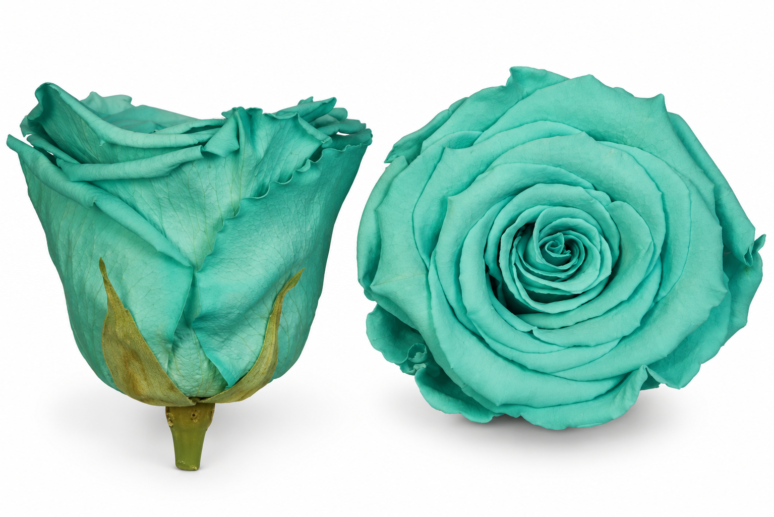 Aqua Preserved Roses