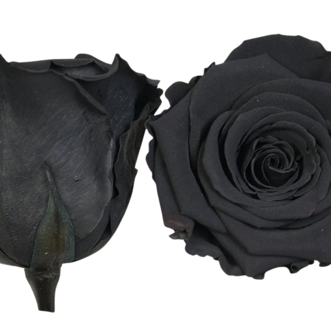 Black Preserved Roses