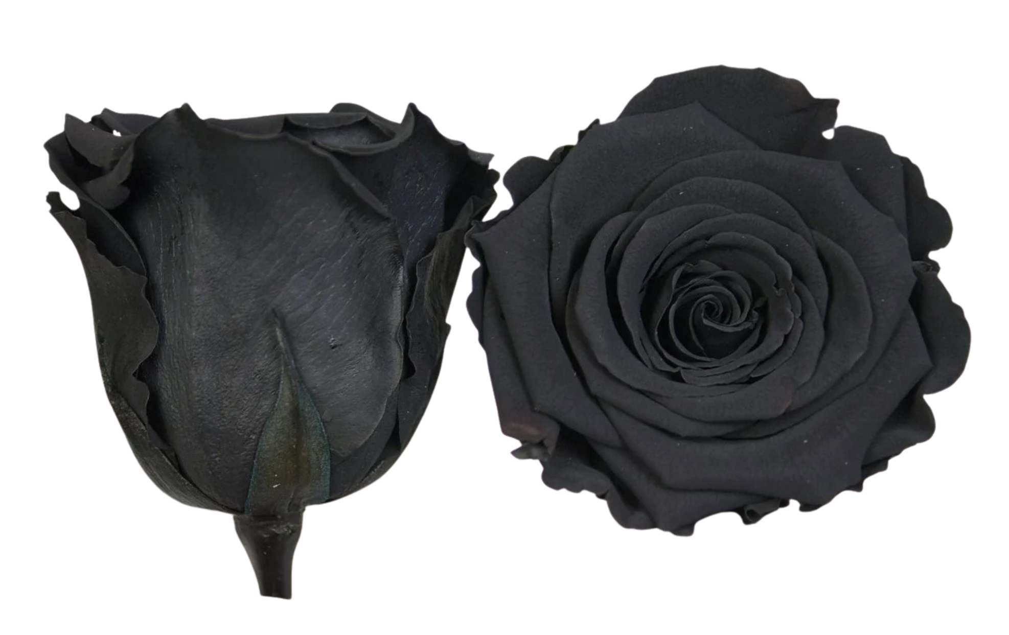 Black Preserved Roses