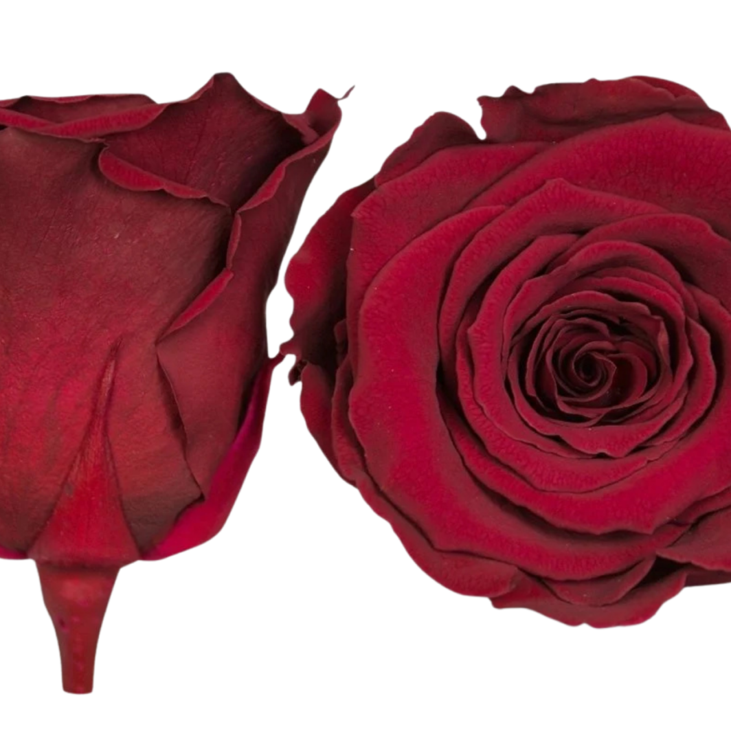 Burgundy Preserved Roses