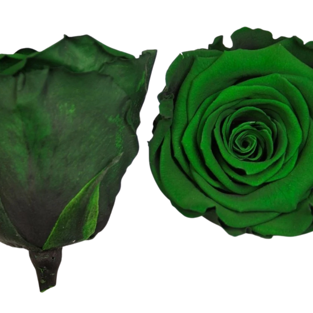 Dark Green Preserved Roses