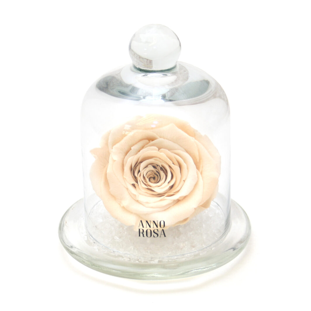 Champagne Belle Style Preserved Rose