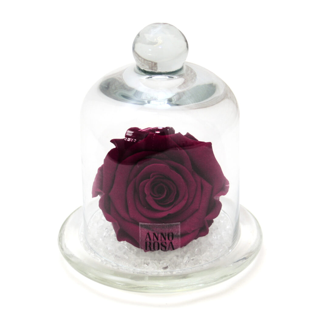 Burgundy Belle Style Preserved Rose