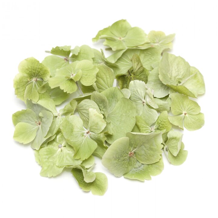 Apple Blossom Hydrangea Petals Apple Blossom Hydrangea Petals