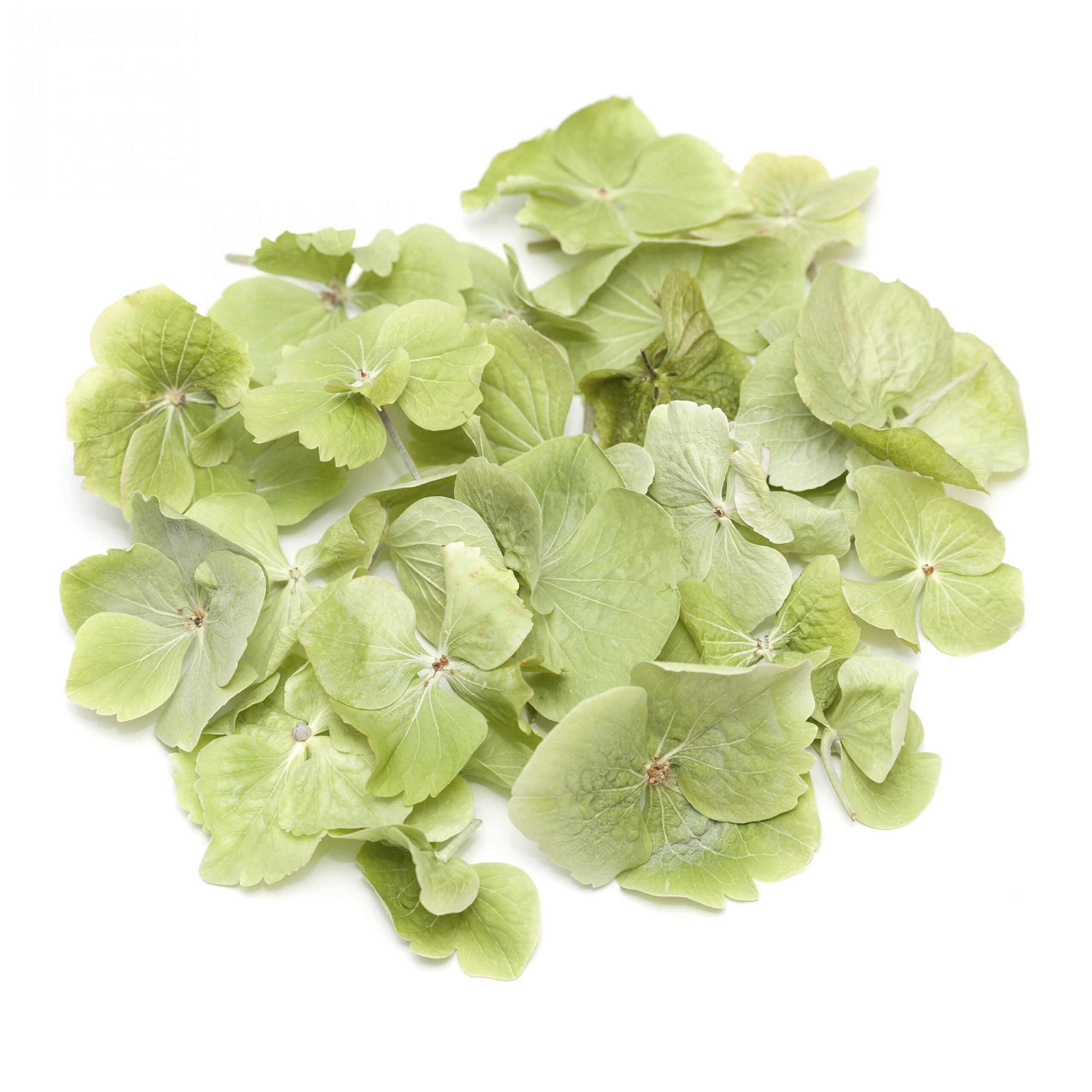 Apple Blossom Hydrangea Petals Apple Blossom Hydrangea Petals