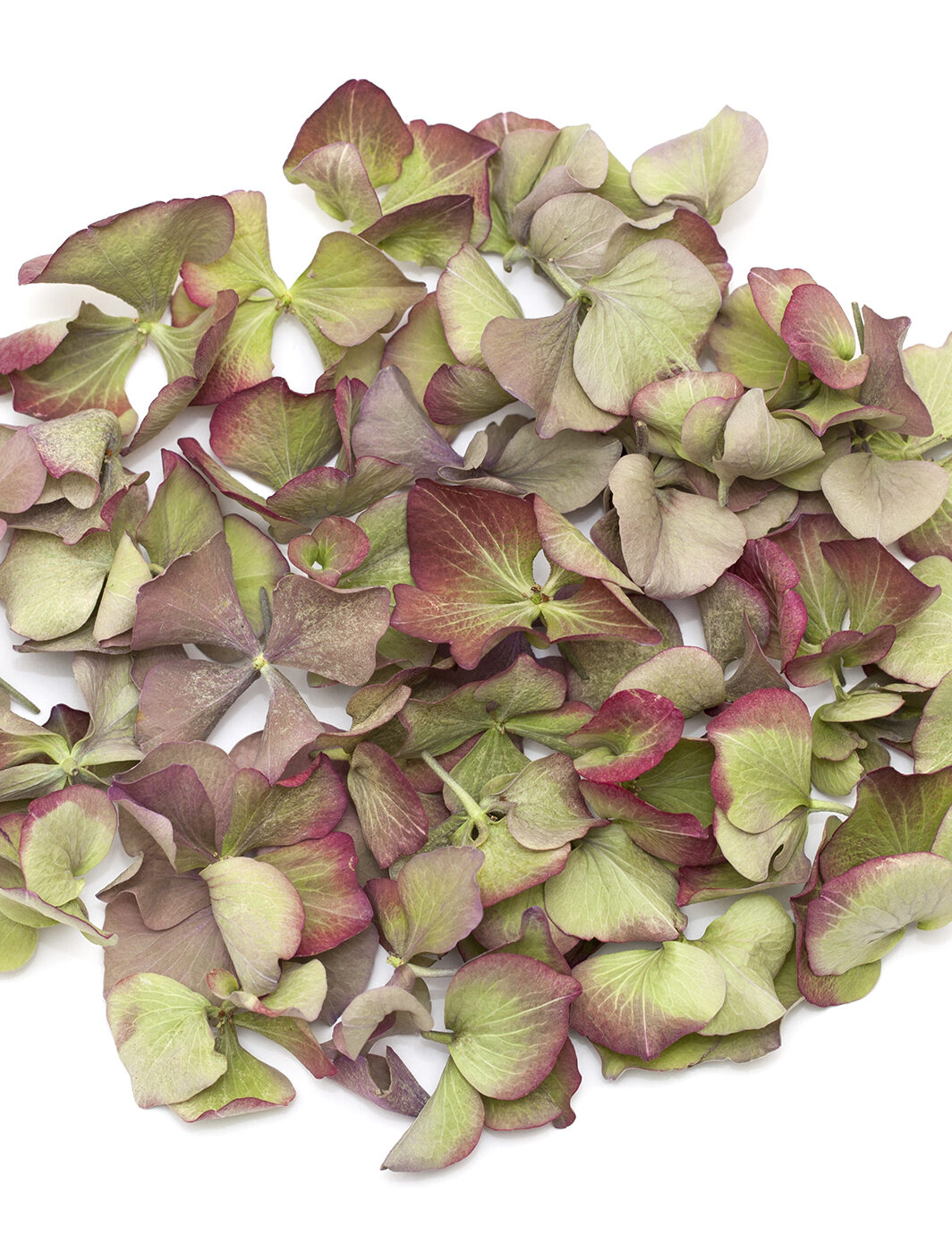 Rosy Apple Hydrangea Petals