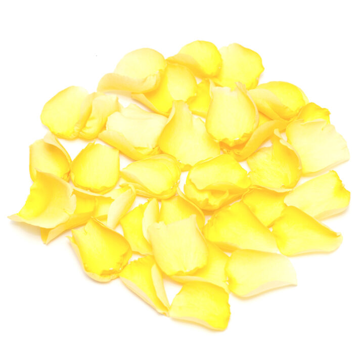 Sunshine Yellow Rose Petals Sunshine Yellow Rose Petals