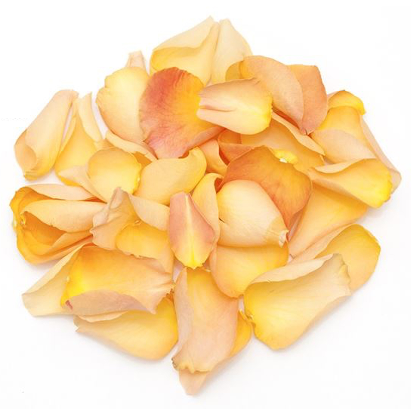 Peach Bellini Rose Petals Peach Bellini Rose Petals